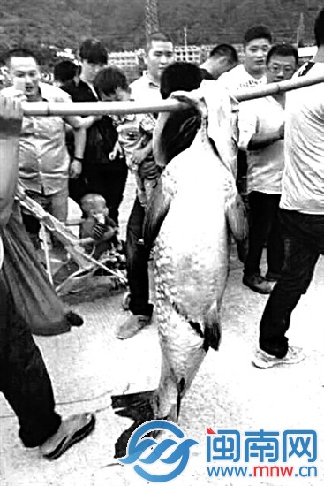 浙江臺州水庫泄洪，有人撈到近一人高的大魚