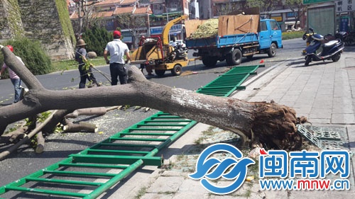 大樹根部已經(jīng)被蟲蛀空