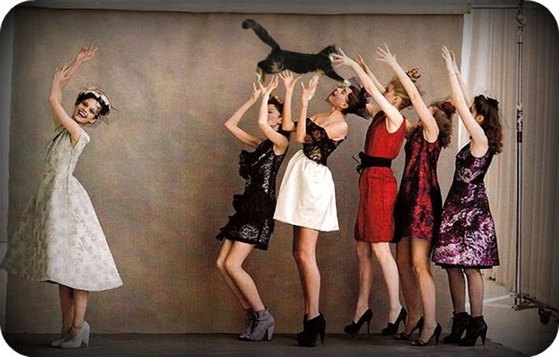 新娘“拋貓”創(chuàng)意8