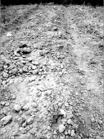 枯死的蔬菜只剩下根莖