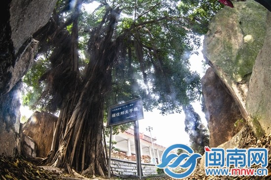 福住邦夫在鄭成功紀(jì)念館親手種下的榕樹