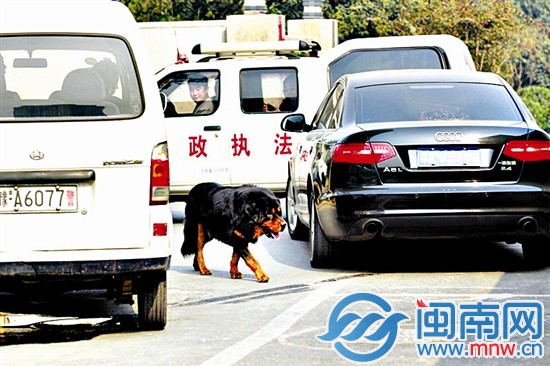 藏獒在三輛汽車圍堵下仍閑庭信步