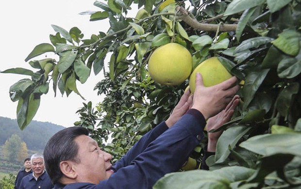 習(xí)近平赴湘西調(diào)研 現(xiàn)場摘柚子(圖)