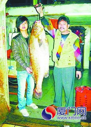 　廈門此前賣出了一條近百斤的金絲鮸魚