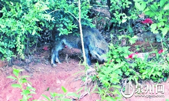天湖邊上發(fā)現的野豬
