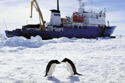 兩只企鵝在“紹卡利斯基院士”號前“親吻”