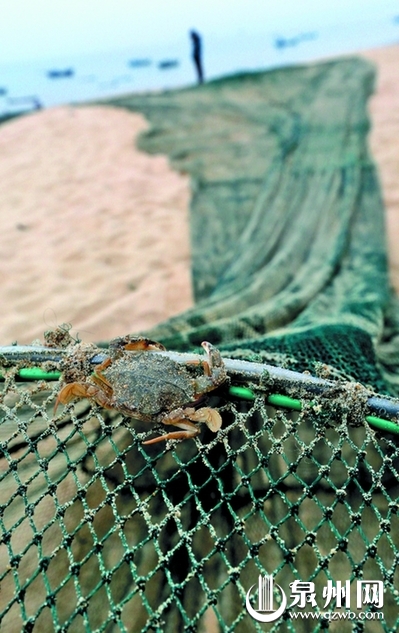 岸邊布滿了漁網(wǎng),小蟹企圖逃脫