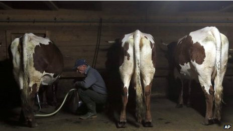 90頭奶牛放屁引發(fā)牛舍爆炸