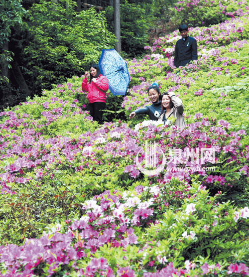 洛江仙公山風(fēng)景區(qū)內(nèi)，杜鵑花漫山遍野，紅的似火，白
