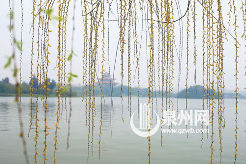 泉州西湖公園春光尚好