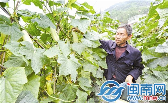 聽說有人要買黃瓜，顏興堂光著腳就跑到地里摘瓜