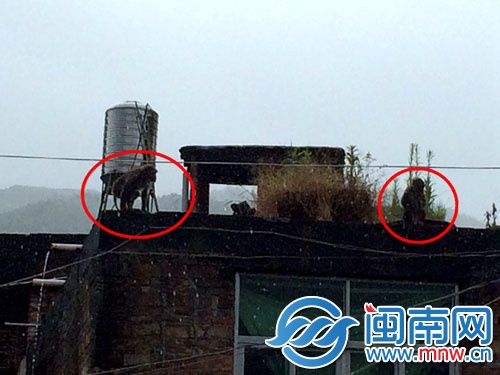 見到民警后，兩只猴子跑到樓頂，玩起了捉迷藏