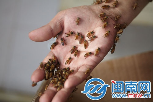 蜜蜂附在黃師傅的手上，他反復(fù)尋找蜂王