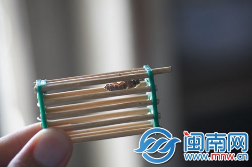 將蜂王關(guān)進“王籠”，放進蜂群中引誘其他蜜蜂