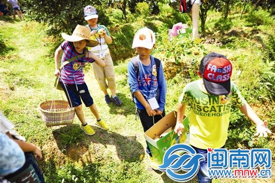 邊走邊吃，我們抬梨下山嘍