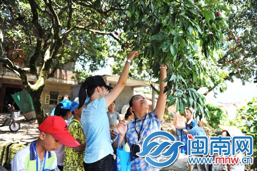 小記者三五成群，男生上樹摘，女生則在樹下伸長胳膊摘